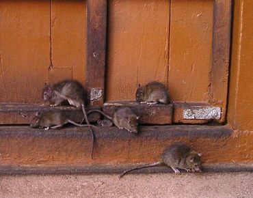 Artículo sobre control de plagas