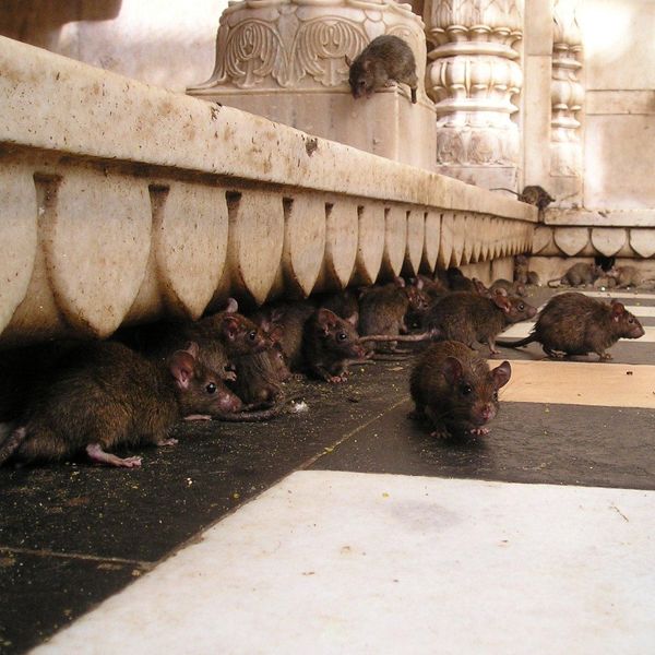 Desratización Pre-Demolición